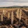 Espárragos Blancos Extra 5-7 Piezas 205g campo